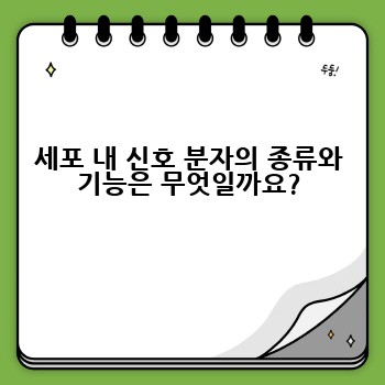 세포 내 신호 분자의 종류와 기능은 무엇일까요?