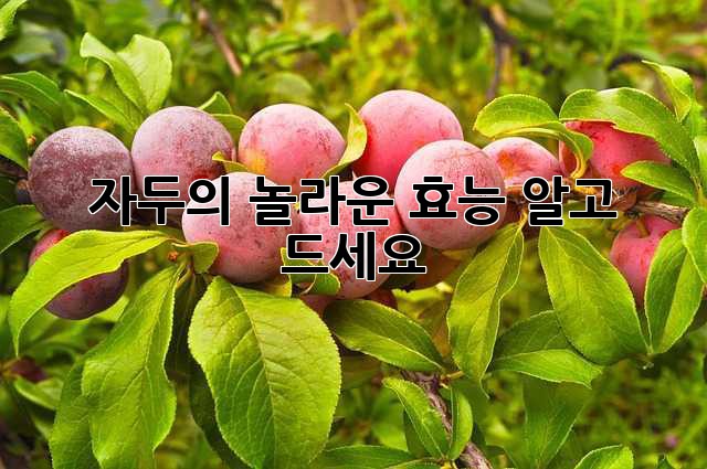 자두의 놀라운 효능, 알고 드세요!