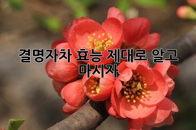 결명자차 효능 제대로 알고 마시자!